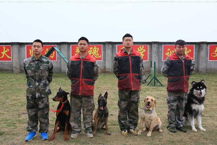 德阳哪里有狗狗训练基地