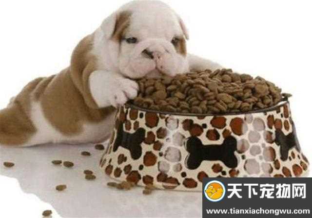 大狗就是不愿意吃东西怎么办
