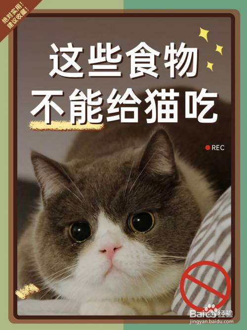 猫有什么不能吃的东西