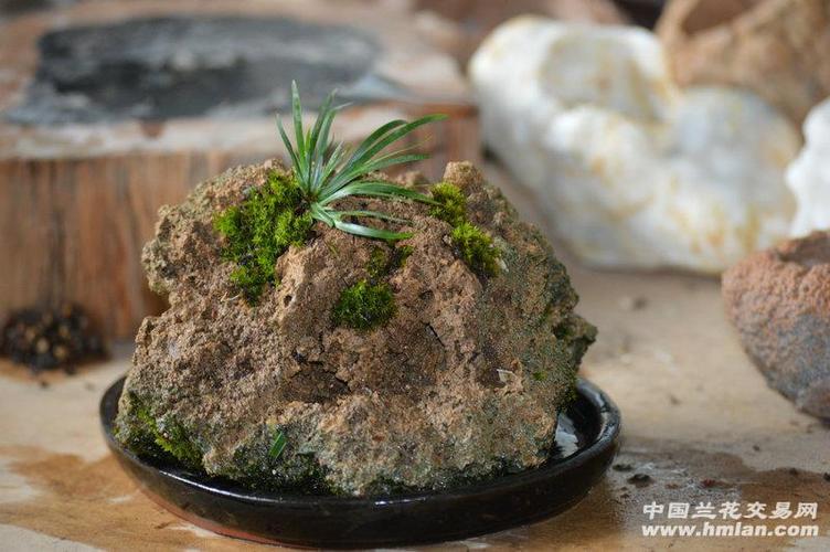 菖蒲附石栽培