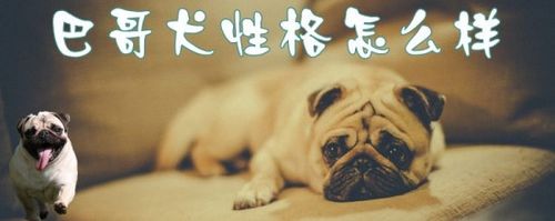 巴哥狗怎么训练