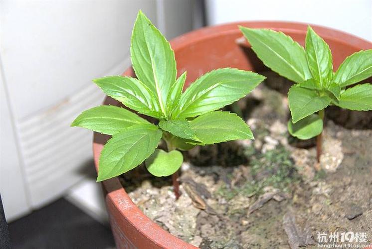 植物栽培大赛凤仙花