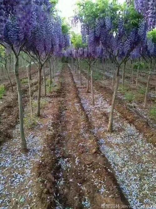 紫藤花的栽培