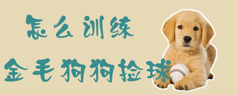 训练宠物捡球
