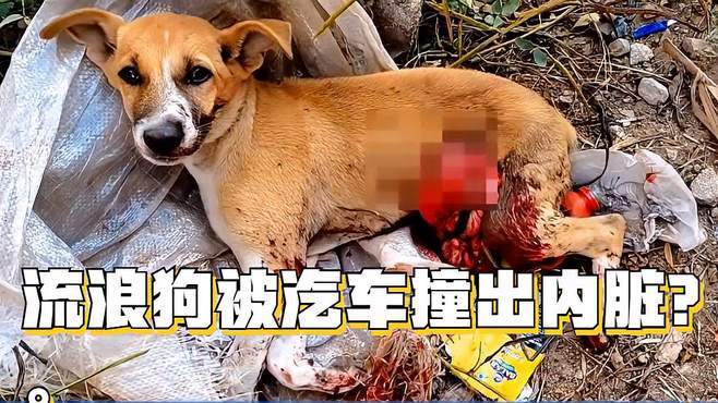 狗吃了硬东西划坏内脏
