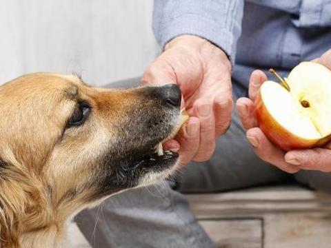 幼犬误食了东西怎么办