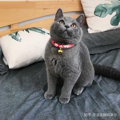 如何训练英短蓝猫握手