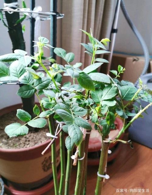 月季花的栽培变化生长