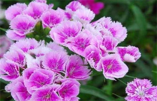 石竹花的养殖方法