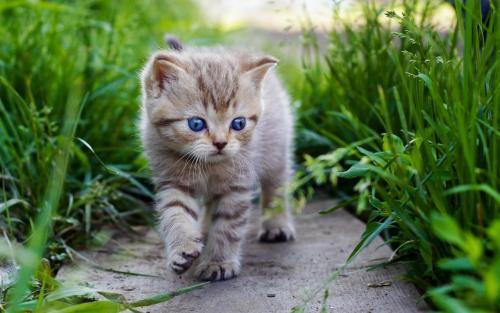 小猫爱咬人咬东西