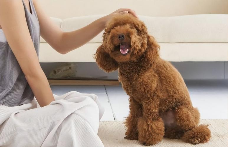 怎么养小狗泰迪犬训练