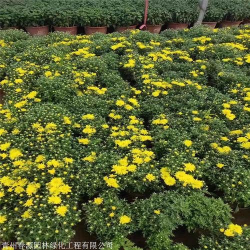 九月菊花栽培技术