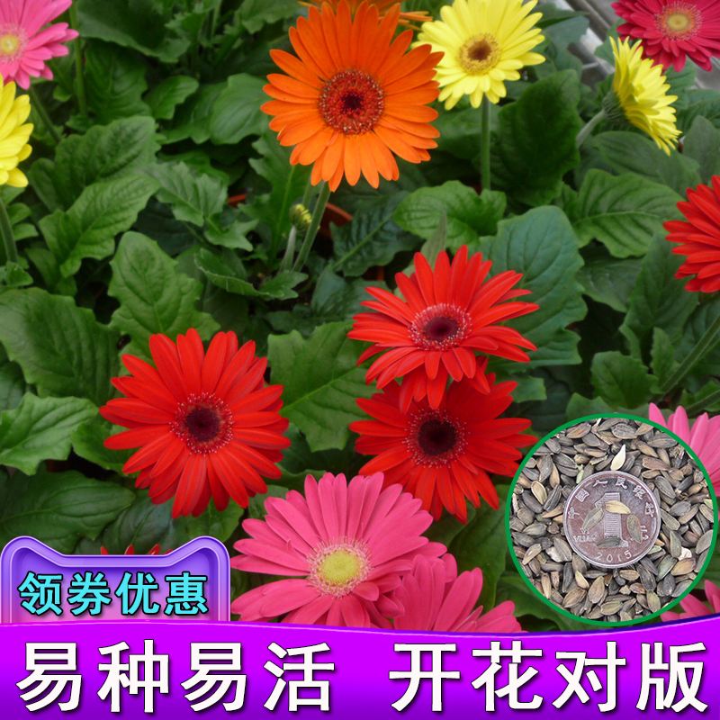 菊花的种子怎么种植方法
