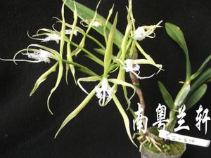 树树兰栽培