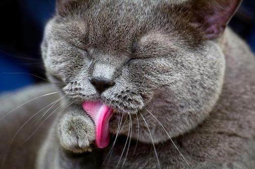 猫天热不吃东西