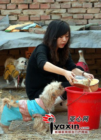 怎么给流浪狗喂东西