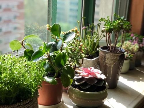 花卉养殖栽培