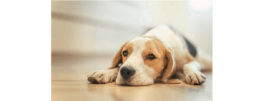 幼犬感冒了不吃东西怎么办