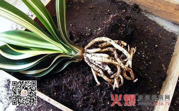 给君子兰换土注意事项
