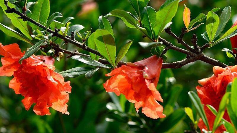 石榴花栽培家庭