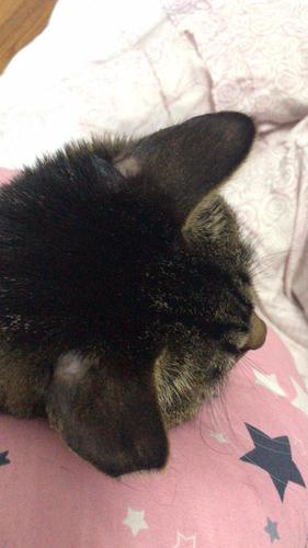 猫咪耳朵痒会有黑色东西怎么办