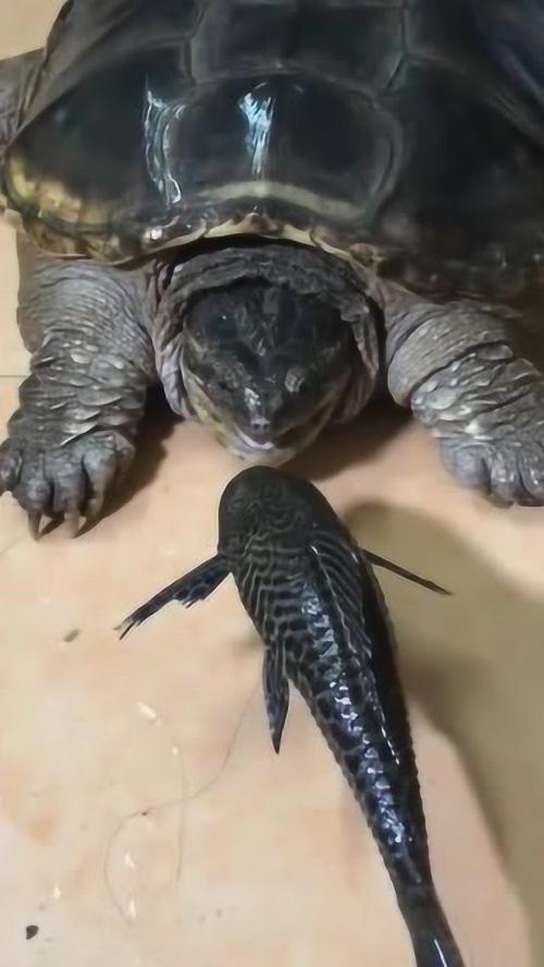 怎么让鳄龟吃东西