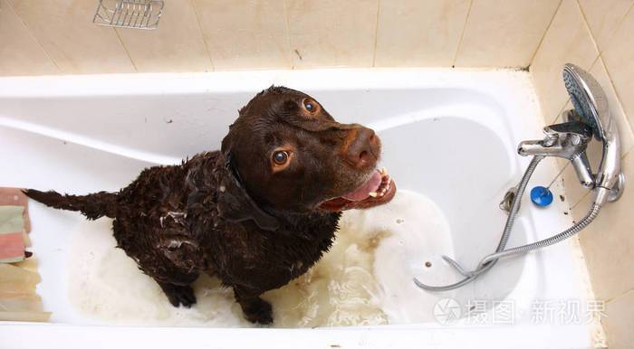 拉布拉多犬怎么训练洗澡
