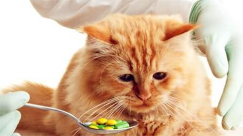 猫呕吐不吃东西喂什么