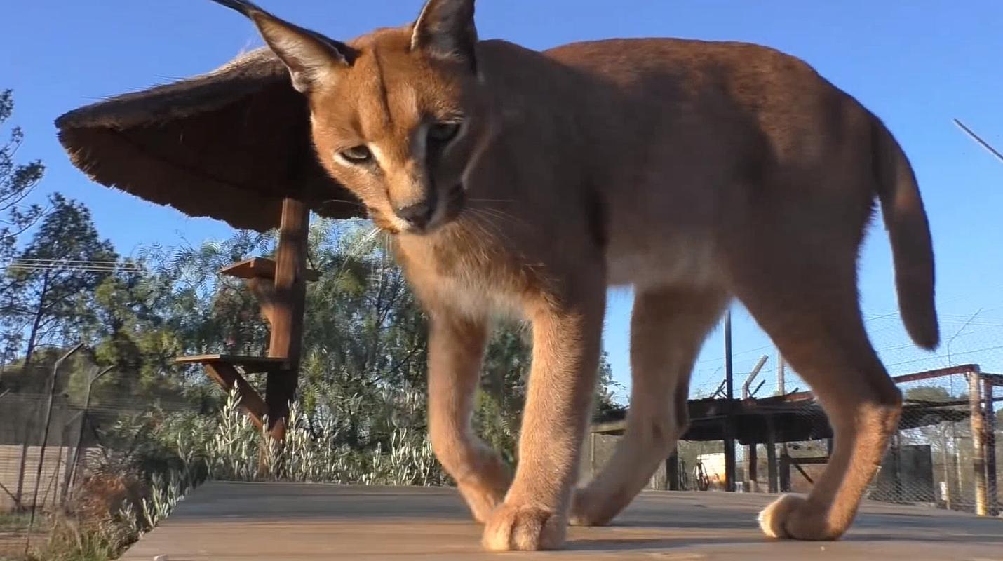 怎样训练狗猎猫