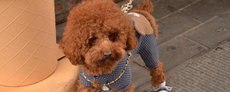 泰迪狗叛逆怎么训练