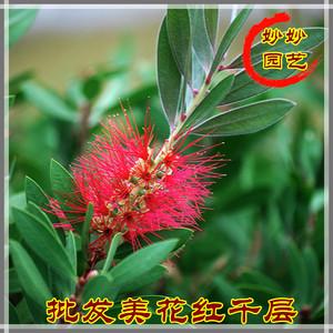 千层红花的栽培技术