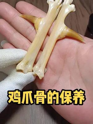 爪类东西怎么保养