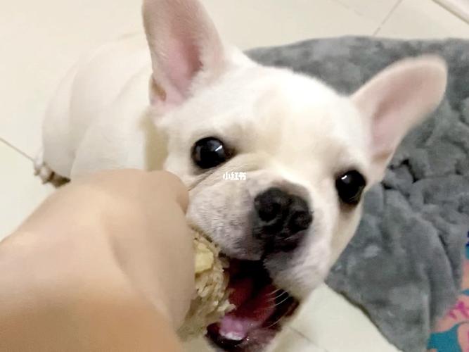 法斗老爱咬东西怎么办
