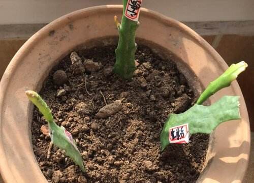 昙花怎么繁殖方法