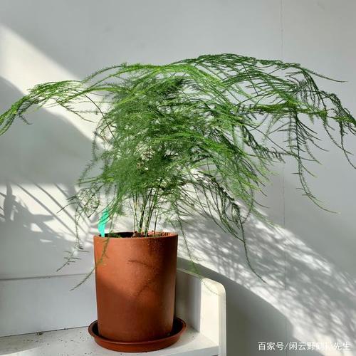 文竹的养护与栽培