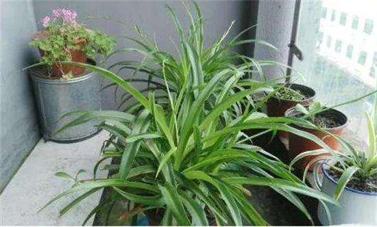 吊兰移植方法