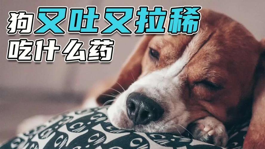 狗吃错东西呕吐拉稀吃什么药