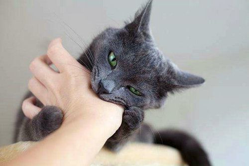 猫咪三个月爱咬东西怎么办