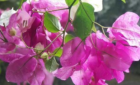 叶子花栽培要点