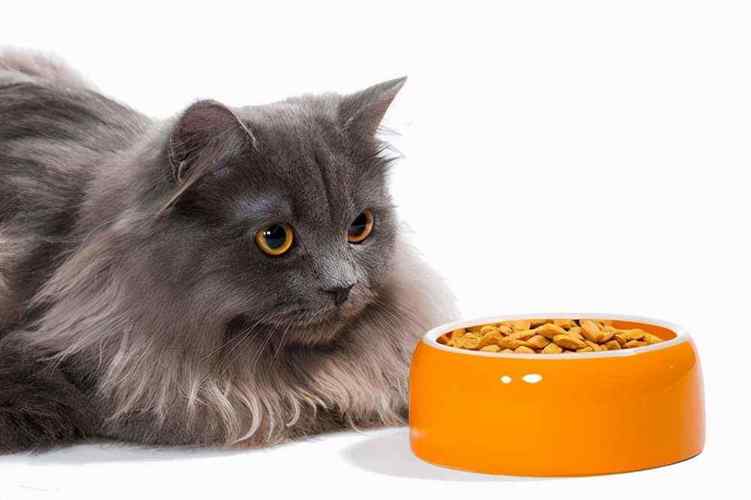 猫呕吐猫粮不吃东西