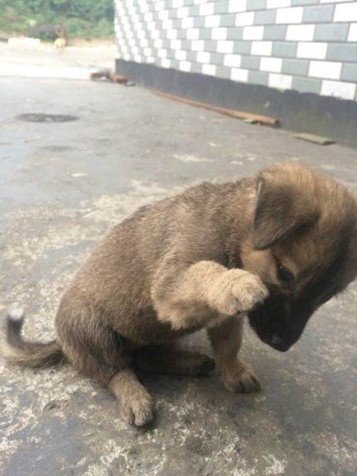 训练土狗视频