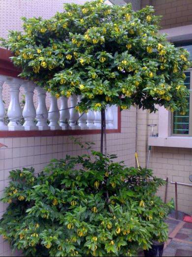 鹰爪花栽培