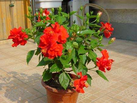 扶桑花怎么养 扶桑的养殖方法