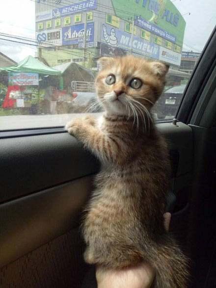 如果训练猫坐车