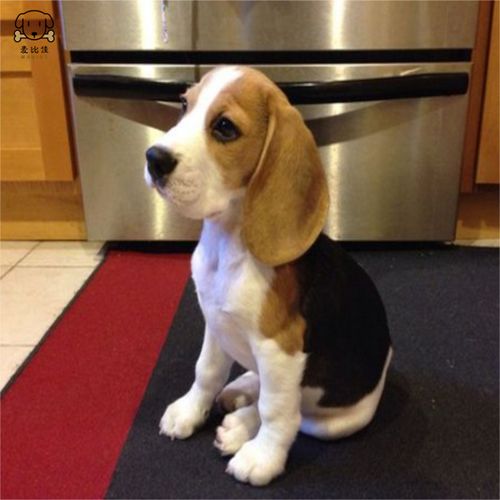 比格犬幼犬训练
