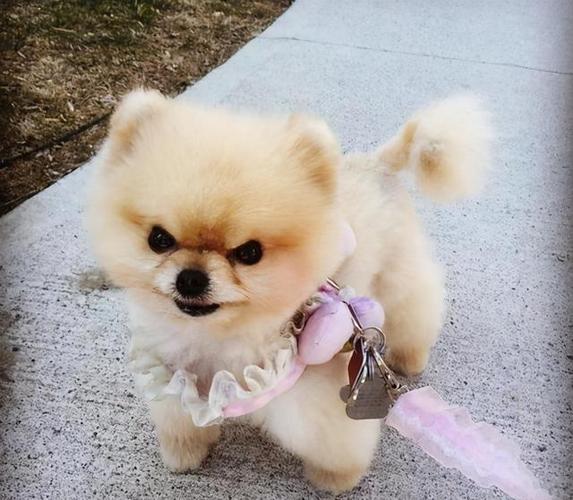 狗会生气不吃东西怎么办