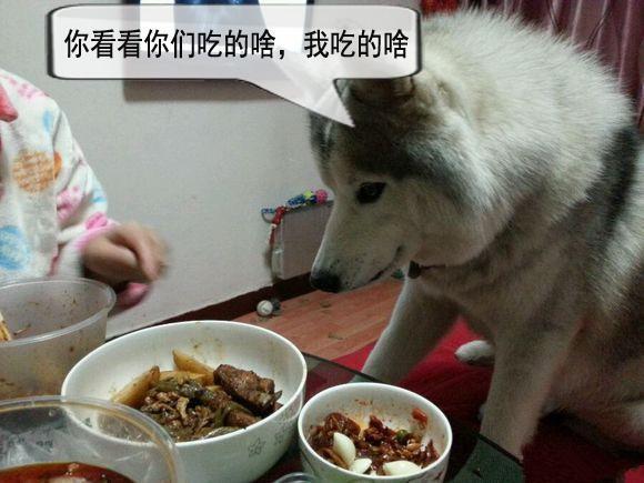 哈士奇吃饭怎么训练