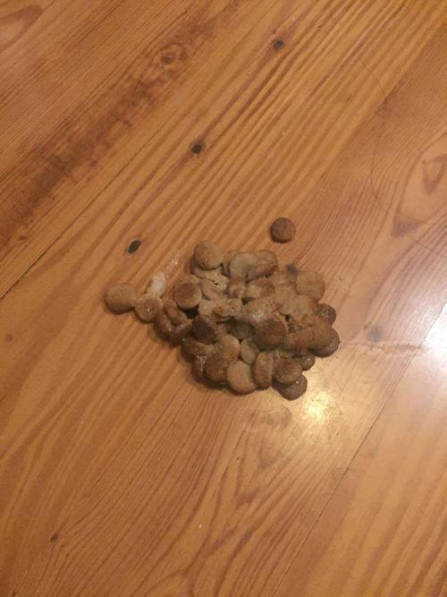 狗狗拉稀呕吐也吃东西怎么办
