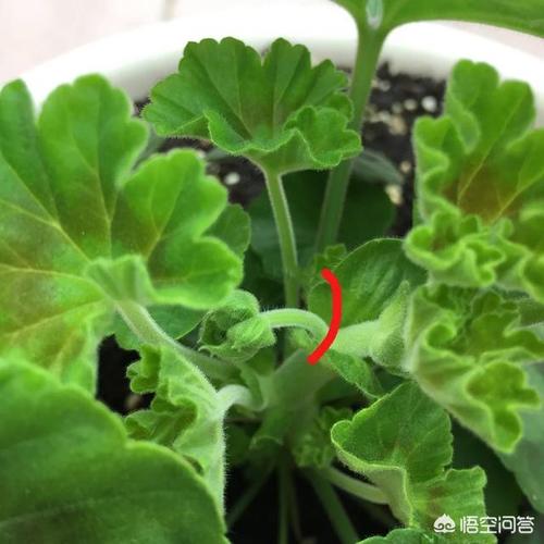 天竺葵 病虫害 家庭栽培