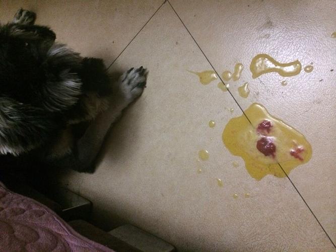 狗狗呕吐两天吐黄水不吃东西
